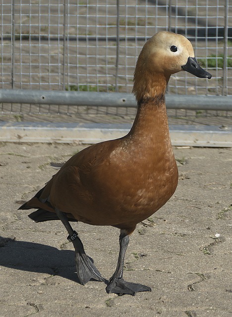 內幕與分析